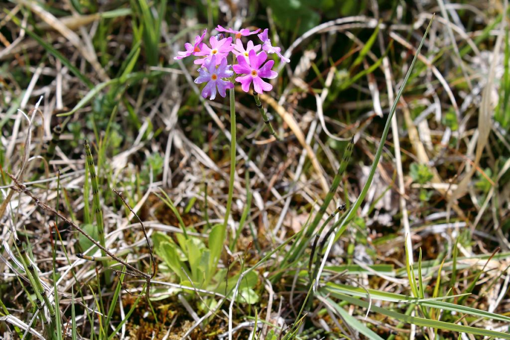 Primula farinosa